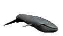 whale